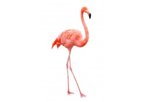 Sticker flamant rose