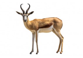Sticker gazelle