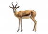 Sticker gazelle