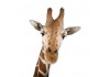 Sticker girafe