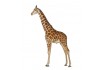 Sticker girafe