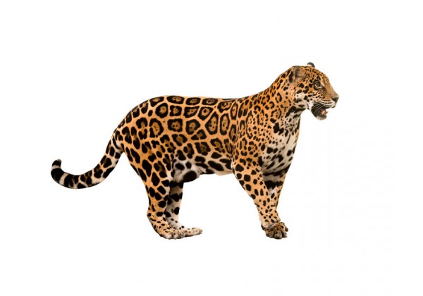 Sticker jaguar