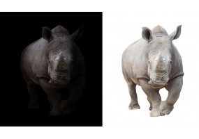 Sticker Rhinocéros