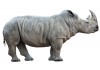 Sticker mural Rhinocéros