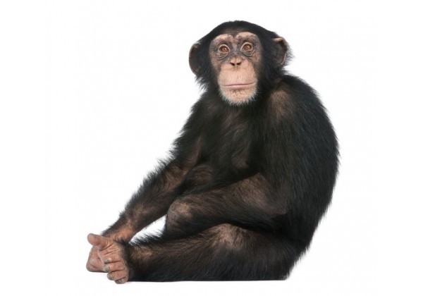 Sticker Chimpanzé