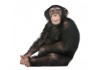 Sticker Chimpanzé