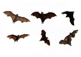 Sticker Chauve souris