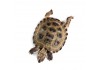 Sticker mural Tortue deco