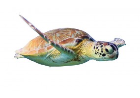 Sticker Tortue