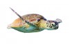 Sticker Tortue