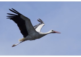 Sticker mural Cigogne