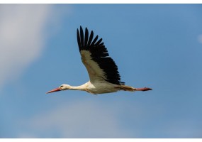 Autocollant cigogne