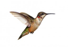Sticker mural Colibri