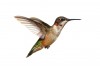 Sticker Colibri