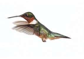 Autocollant colibri
