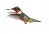 Autocollant colibri