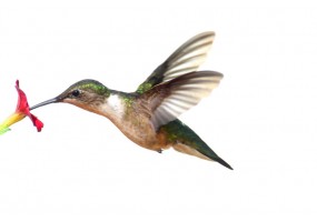 Sticker Colibri