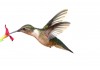 Sticker Colibri fleurs