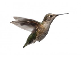 Sticker Colibri deco