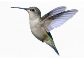 Autocollant mural Colibri