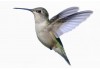 Autocollant mural Colibri