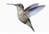 Sticker Colibri