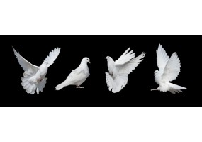 Sticker Colombe en vol