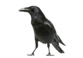 Sticker Corbeau deco