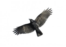 Autocollant Corbeau