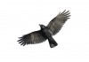 Autocollant Corbeau