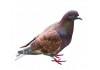 Sticker Pigeon