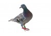 Sticker mural Pigeon