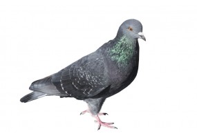 Sticker Pigeon