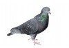 Sticker Pigeon
