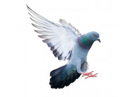 Sticker Pigeon