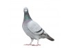 Sticker Pigeon