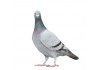 Sticker Pigeon deco