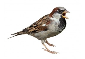 Sticker mural Moineau