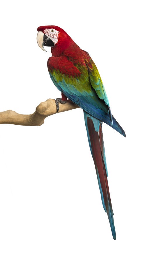 réfrigérateur Ara bagage perroquet cadeau cool oiseau tropical Awesome 12872 Lot de 2 autocollants en forme de cœur 15 cm tablette pour ordinateur portable scrapbooking 