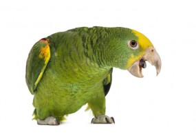 Sticker oiseau Amazone