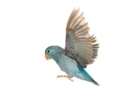 Sticker Perroquet Parrotlet