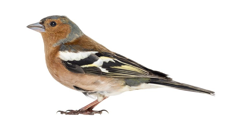 Stickers Muraux Oiseau Pinson Des Arbres Deco Oiseau Stickers Muraux Oiseau Pinson Des Arbres Deco Oiseau