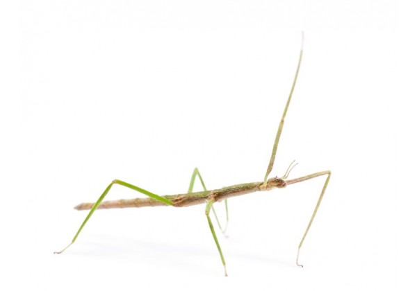 Stickers Muraux Phasme Deco Insecte Stickers Muraux Phasme Deco Insecte