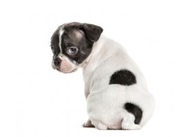 Sticker Chien Boston Terrier