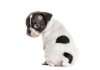 Sticker Chien Boston Terrier