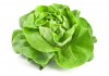 Sticker Salade Laitue