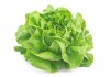 Autocollant Salade Laitue
