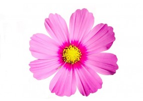 Autocollant cosmos