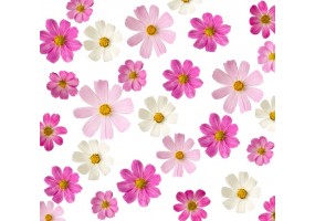 Autocollant fleur cosmos