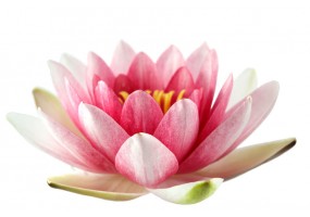 Sticker fleur rose lotus